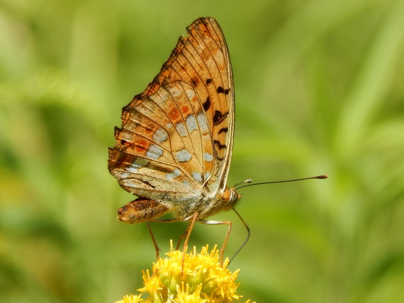 Argynnis aglaja?